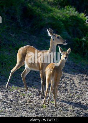 Weibliche Bohor riedböcke (Redunca redunca) mit Jungen, Masai Mara, Kenia, Oktober. Stockfoto