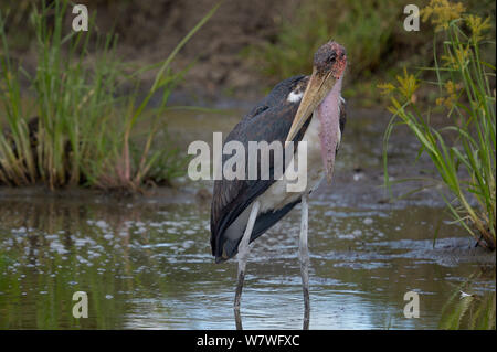 Marabu (Leptoptilos crumeniferus) stehen in Fluss, Samburu, Kenia, Oktober. Stockfoto