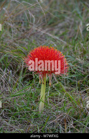 Fireball Lily (Scadoxus oder Multiflorus) in Blüte, Kenia, Oktober. Stockfoto