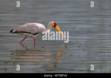 Yellow billed Stork (mycteria Ibis) mit Fisch im Schnabel, in Wasser, Samburu, Kenia, Oktober. Stockfoto