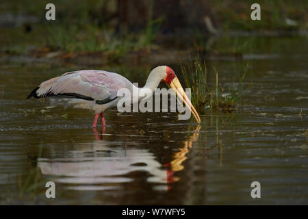 Yellow billed Stork (mycteria Ibis) im flachen Wasser, Samburu, Kenia, Oktober. Stockfoto