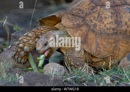 Leopard tortoise (Stigmochelys pardalis) Ernährung Bogoria, Kenia, Oktober. Stockfoto