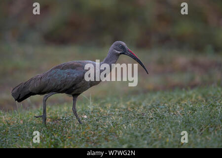 Hadada ibis (Bostrychia Hagedash) wandern, Lake Bogoria, Kenia, Oktober. Stockfoto