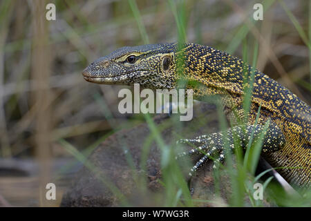 Nil Monitor (Varanus niloticus) Porträt, Lake Baringo, Kenia, Oktober. Stockfoto