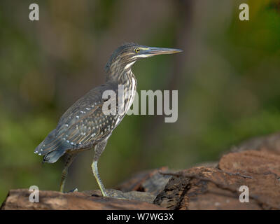 Jugendliche Grüne backed Heron (Butorides striatus) auf einem Zweig, Samburu, Kenia, Oktober. Stockfoto