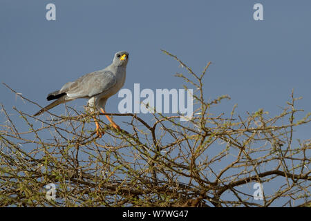 Östlichen chanting goshawk (Melierax poliopterus) oben auf dem Baum, Kenia, Oktober thront. Stockfoto