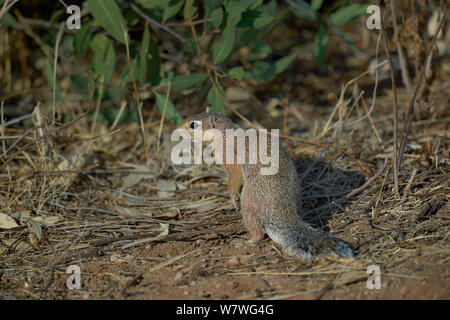 Unstriped Erdhörnchen (Xerus rutilus) auf Masse, Masai Mara, Kenia, Oktober. Stockfoto