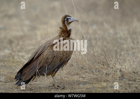 Hooded Vulture (Necrosyrtes monachus) auf ausgetrockneten Boden, Masai Mara, Kenia, Oktober, gefährdete Arten. Stockfoto