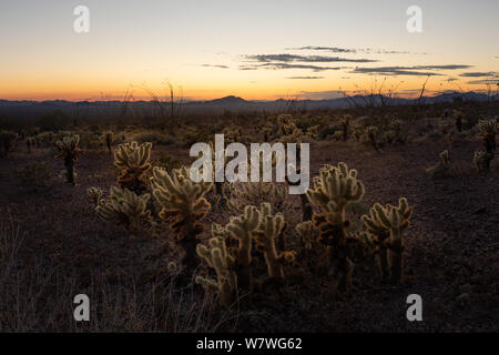 Sonnenuntergang Cholla bei Koa Wildlife Refuge Arizona USA Stockfoto