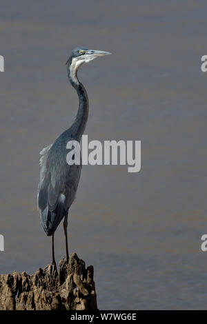 Graureiher (Ardea cinerea) auf Baumstumpf, Kenia, Oktober. Stockfoto