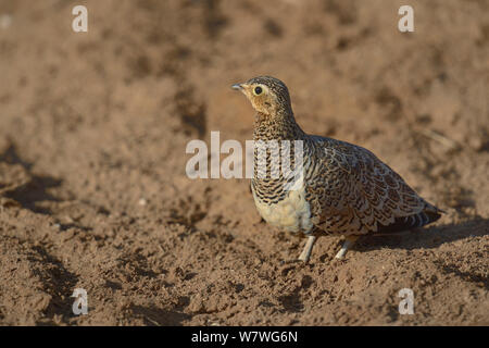 Weiblichen Schwarzen konfrontiert sandgrouse (Pterocles decoratus) auf Masse, Samburu, Kenia, Oktober. Stockfoto