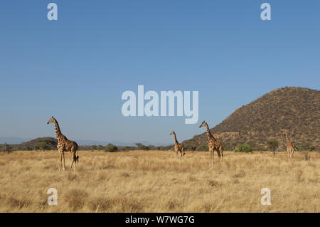 Vier Netzgiraffen (Giraffa camelopardis reticulata) im Grünland, Samburu, Kenia, Oktober. Stockfoto