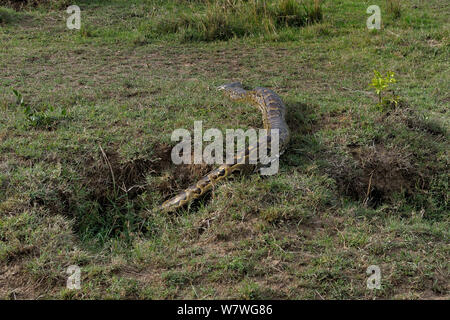 African Rock python (Python sebae) gehen in die Bohrung, Masai Mara, Kenia, Oktober. Stockfoto