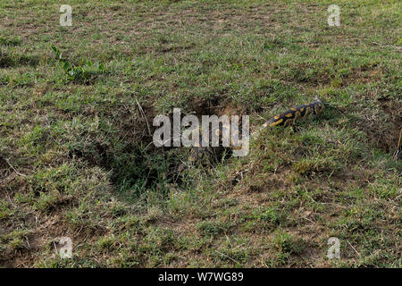 African Rock python (Python sebae) gehen in die Bohrung, Masai Mara, Kenia, Oktober. Stockfoto