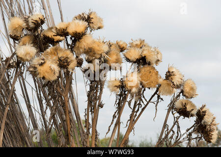 Mariendistel (Silybum marianum) Samen, Camargue, Frankreich, Oktober. Stockfoto
