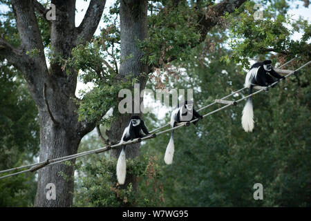 Mantled guereza (Colobus guereza) Gruppe von drei auf der Seilbrücke, Captive bei Monkey Valley, Poitou, Frankreich. Stockfoto