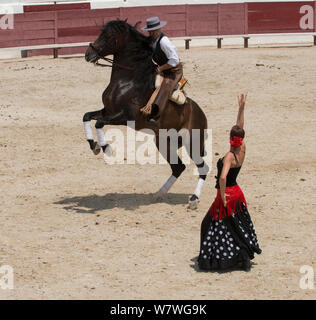 Gardian auf Aufzucht Pferd und Frau in flamenco Kostüm, in Mejanes Horse Fair-Feria Cheval Mejanes, Camargue, Frankreich, Juli 2013. Stockfoto