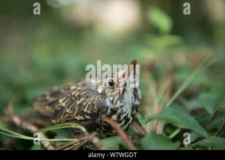 Junge Singdrossel (Turdus philomelos) verletzt auf dem Boden, Poitou, Frankreich Stockfoto