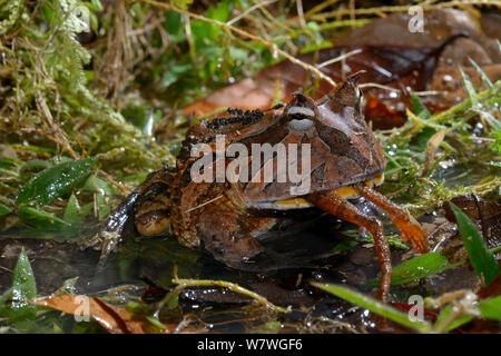 Amazonian horned Frog (Ceratophrys cornuta) Fütterung auf Frosch, Französisch-guayana. Stockfoto