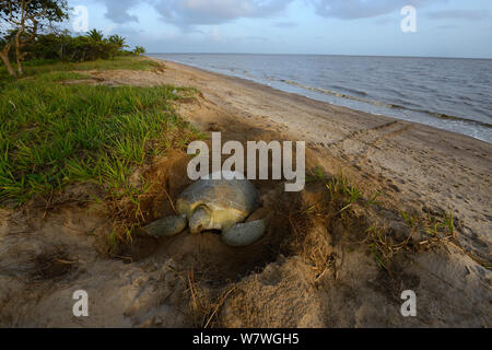 Grüne Meeresschildkröte (Chelonia Mydas) Graben Nest zur Eiablage am Strand, Französisch-Guayana. Stockfoto