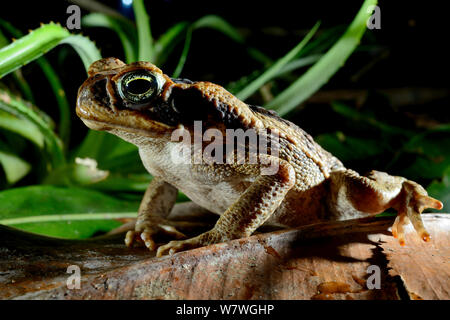 Cane Toad (Rhinella marina) Französisch-Guayana. Stockfoto