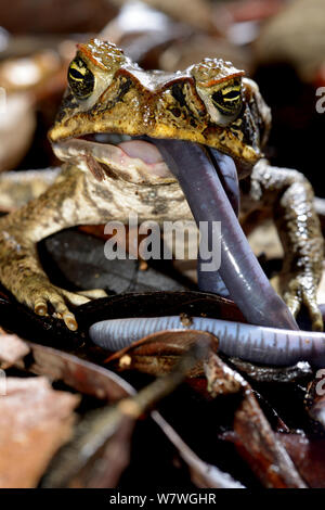 Cane Toad (Rhinella marina) essen Bärtigen caecilia (Caecilia tentaculata) Französisch-Guayana Stockfoto