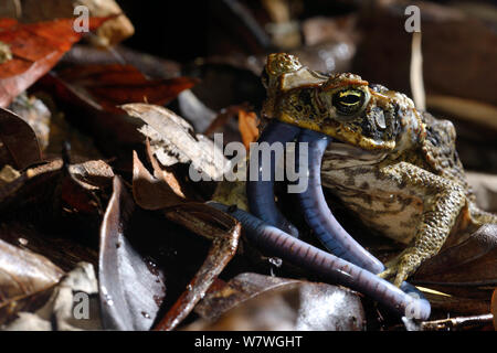 Cane Toad (Rhinella marina) essen Bärtigen caecilia (Caecilia tentaculata) Französisch-Guayana Stockfoto