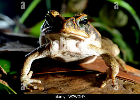 Cane Toad (Rhinella marina) Französisch-Guayana. Stockfoto