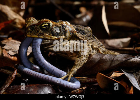 Cane Toad (Rhinella marina) essen Bärtigen caecilia (Caecilia tentaculata) Französisch-Guayana Stockfoto