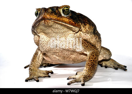 Cane Toad (Rhinella marina) Französisch-Guayana. Im Feld Studio mit weißem Hintergrund. Stockfoto