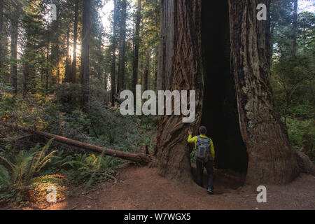 Dies ist das Bild der Wanderer auf einem riesigen Baum in Lady Bird Johnson Grove Oregon stehend Stockfoto