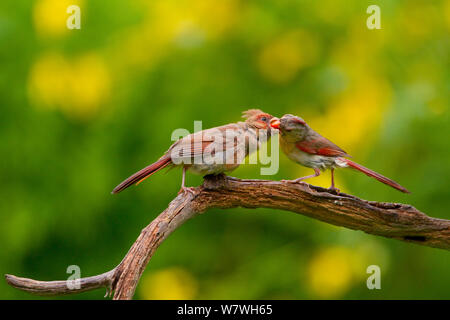 Weibliche nördliche Kardinal (Cardinalis cardinalis) Fütterung der Jungen (links) am Zweig, New York, USA, August. Stockfoto