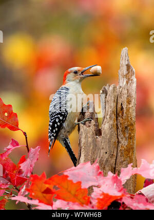 Weibliche Red bellied Woodpecker (Melanerpes carolinus) mit Acorn im Schnabel, New York, USA, Oktober. Stockfoto