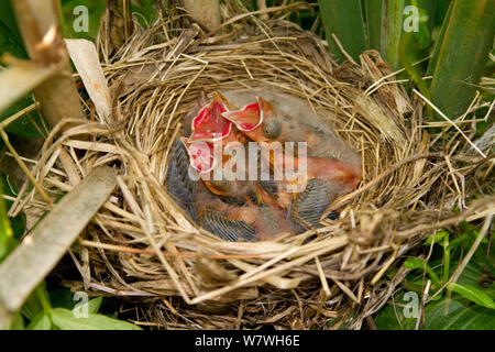 Drei Rote winged blackbird (Agelaius phoeniceus) Küken in Nest mit Schnäbel weit geöffnet, ca. 6 Tage, Augen gerade beginnt zu öffnen, Ithaca, New York, USA, Juni. Stockfoto