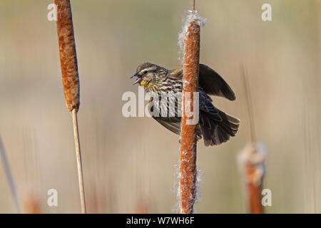 Weibliche Red Winged Blackbird (Agelaius phoeniceus) Aufrufen und Ausführen wingspread Anzeige auf Rohrkolben, New York, USA, Mai. Stockfoto