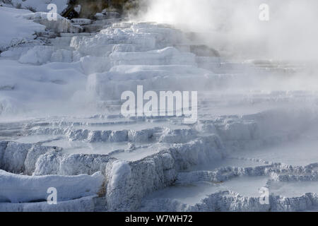 Untere Travertin Terrassen im Schnee, Mammoth Hot Springs, Yellowstone National Park, Wyoming, USA, Januar 2014. Stockfoto