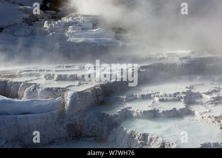Untere Travertin Terrassen im Schnee, Mammoth Hot Springs, Yellowstone National Park, Wyoming, USA, Januar 2014. Stockfoto