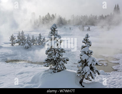 Verschneite Bäume mit Dampf stieg von heißem Wasser, West Thumb Geyser Basin, Yellowstone National Park, Wyoming, USA, Februar 2014. Stockfoto