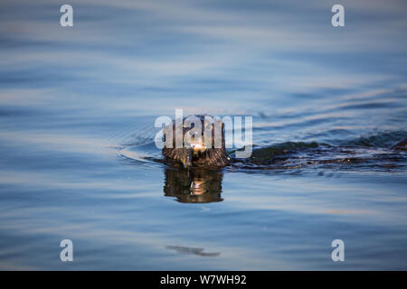 Spotted-necked Fischotter (Lutra maculicollis) Fütterung auf Fisch, Marievale Vogelschutzgebiet, Süd Afrika, Juli. Stockfoto