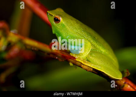 Orinoco Kalk treefrog (Sphaenorhynchus lacteus) Portrait, Bolivien, November. Stockfoto