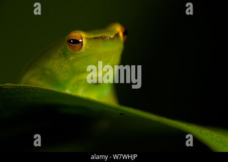 Orinoco Kalk treefrog (Sphaenorhynchus lacteus) Portrait, Bolivien, November. Stockfoto