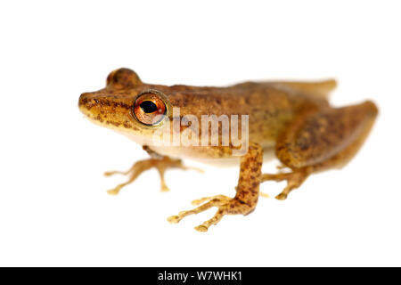 Red snouted Treefrog (Scinax ruber) Porträt, vor weißem Hintergrund, Bolivien. Stockfoto