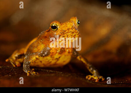 Südamerikanische Erdkröte (Rhinella margaritifere Komplex) Portrait, Bolivien, November. Stockfoto