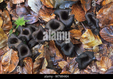 Füllhorn/Schwarz Pfifferlinge Pilze (Craterellus cornucopioides) Fruchtkörper, New Forest, Hampshire, Großbritannien, Oktober. Essbar. Stockfoto