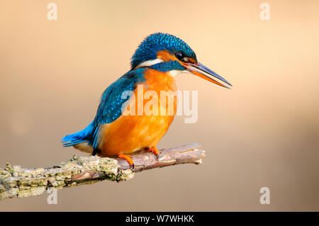 Weibliche Eisvogel (Alcedo atthis) am Zweig, Dorset, Großbritannien,November thront. Stockfoto