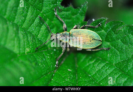 Brennnessel Rüsselkäfer (Phyllobius pomaceus) auf Brennessel Blatt, Dorset, UK, Mai. Stockfoto