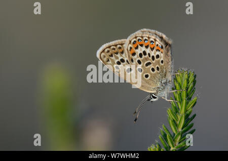 Männliche Silber verzierte blauer Schmetterling (Plebejus argus) in Ruhe, winfrith Heide, Dorset, Großbritannien, Juli. Stockfoto