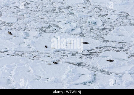 Luftaufnahme von Sattelrobben (Phoca groenlandicus) Weibchen und Jungtiere auf Meereis, Magdalen Islands, Golf von St. Lawrence, Quebec, Kanada, März 2013. Stockfoto