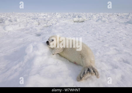 Harfe Dichtung (Phoca groenlandicus) pup ruht auf Meereis, Magdalen Islands, Golf von St. Lawrence, Quebec, Kanada, März. Stockfoto