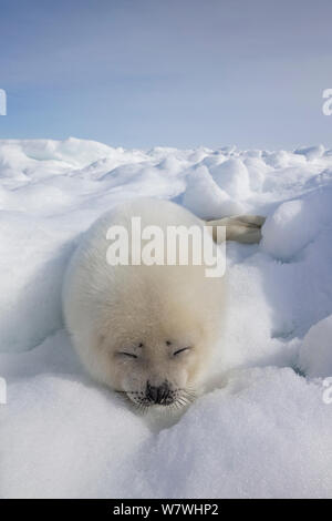 Harfe Dichtung (Phoca groenlandicus) Welpe schlafen auf Meereis, Magdalen Islands, Golf von St. Lawrence, Quebec, Kanada, März. Stockfoto